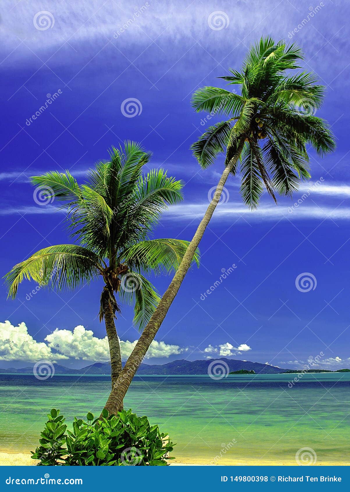 Coconut trees on the beach stock photo. Image of tropical - 149800398