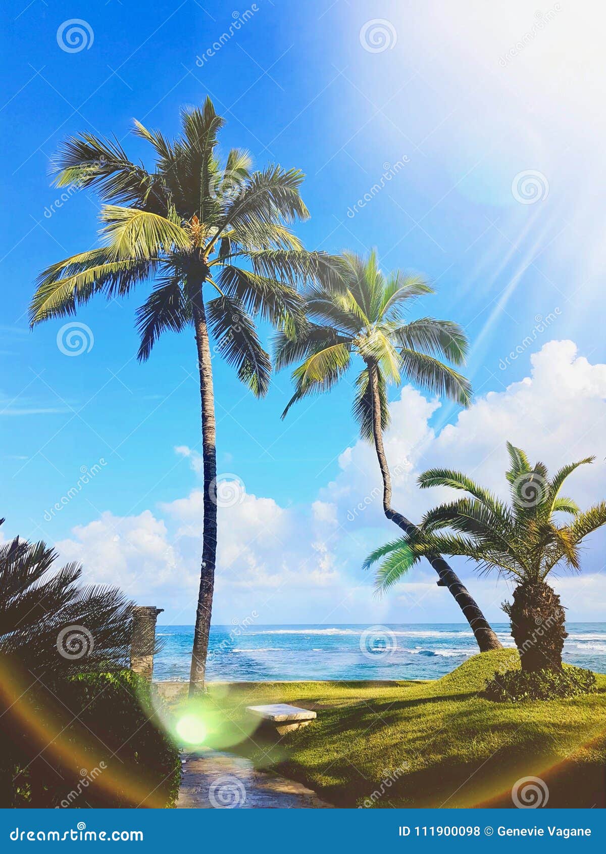 coconut trees by the beach