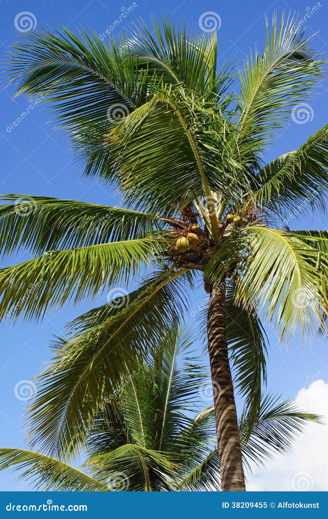 Coconut Trees, Dominican Republic Stock Image Image of nature