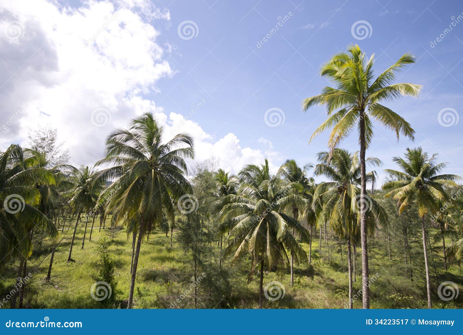Coconut trees in garden stock image. Image of garden 34223517