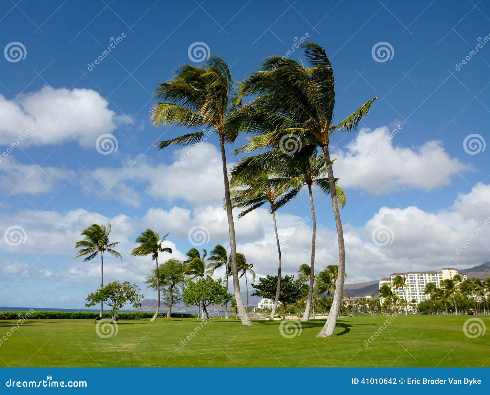 Coconut Trees on Grass Field in Park at Ko Olina Stock Photo Image of