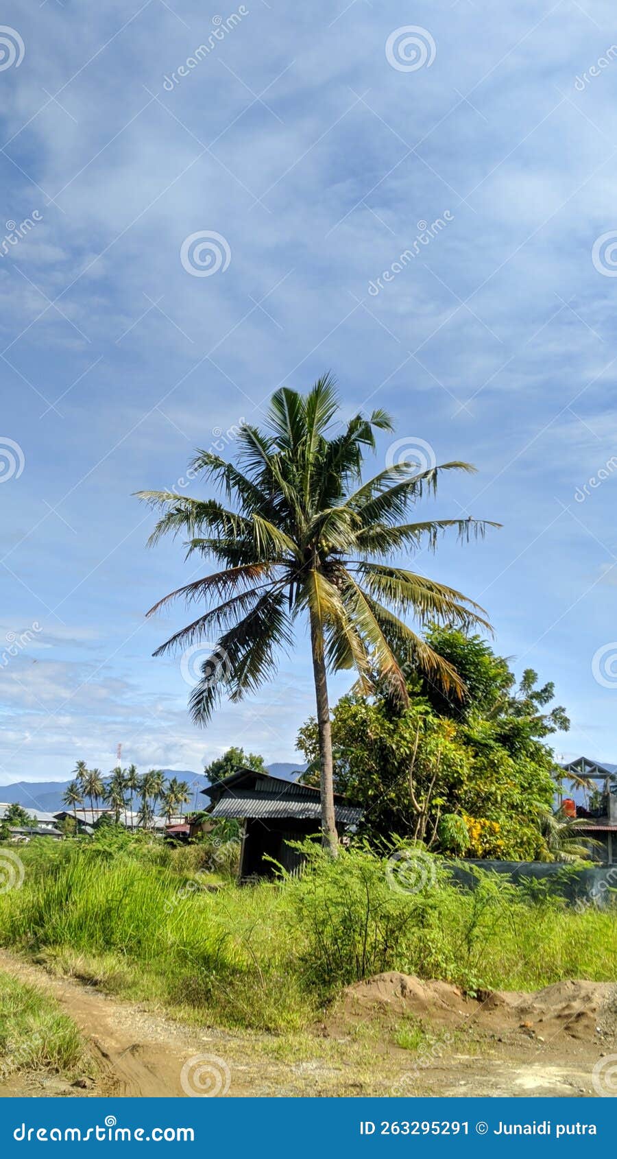 Coconut Trees and Grass Plants Stock Image Image of green, coconut