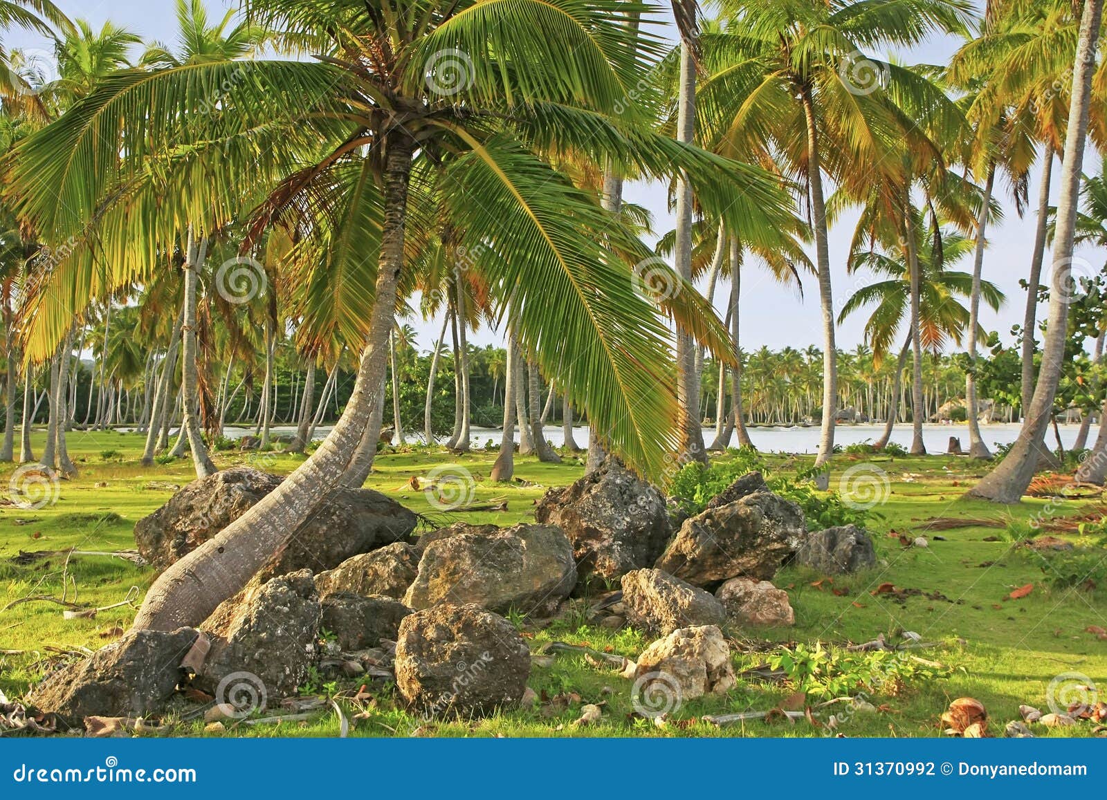 coconut trees grove, las galeras beach, samana peninsula