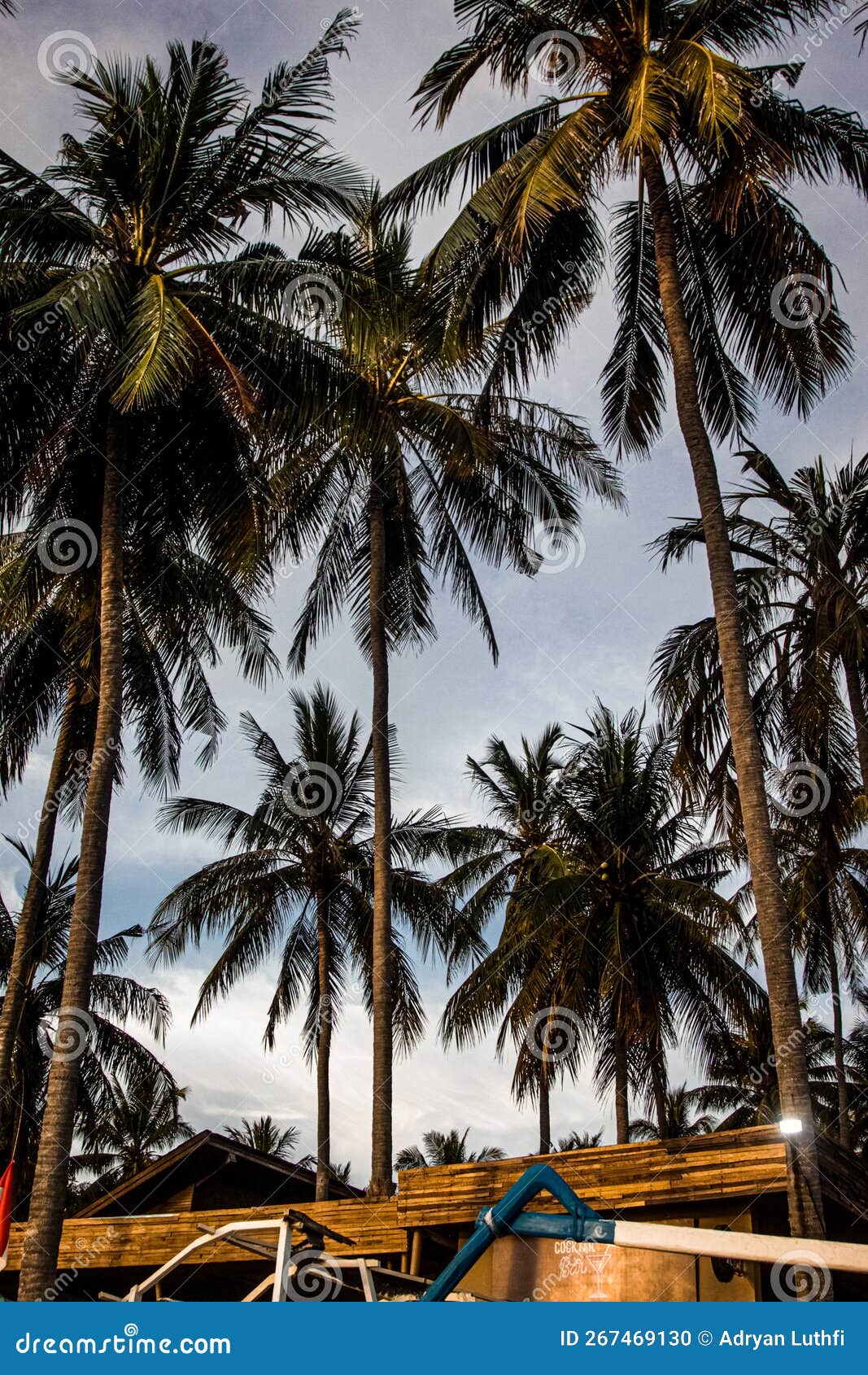 Coconut Trees Grow a Lot on the Beach Lombok Stock Photo Image of