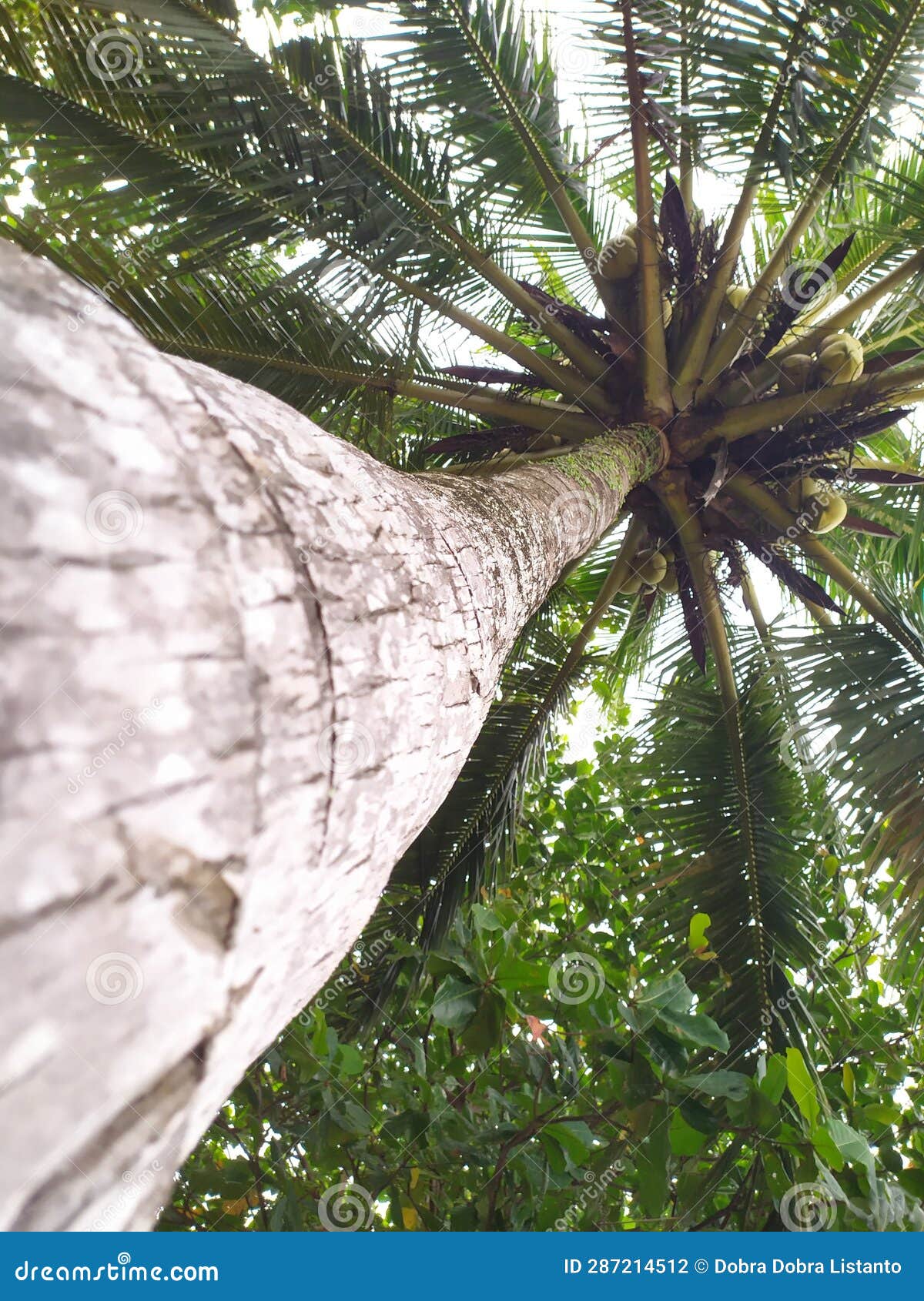 Coconut Trees Grow Tall and Have Lots of Fruit Stock Photo Image of
