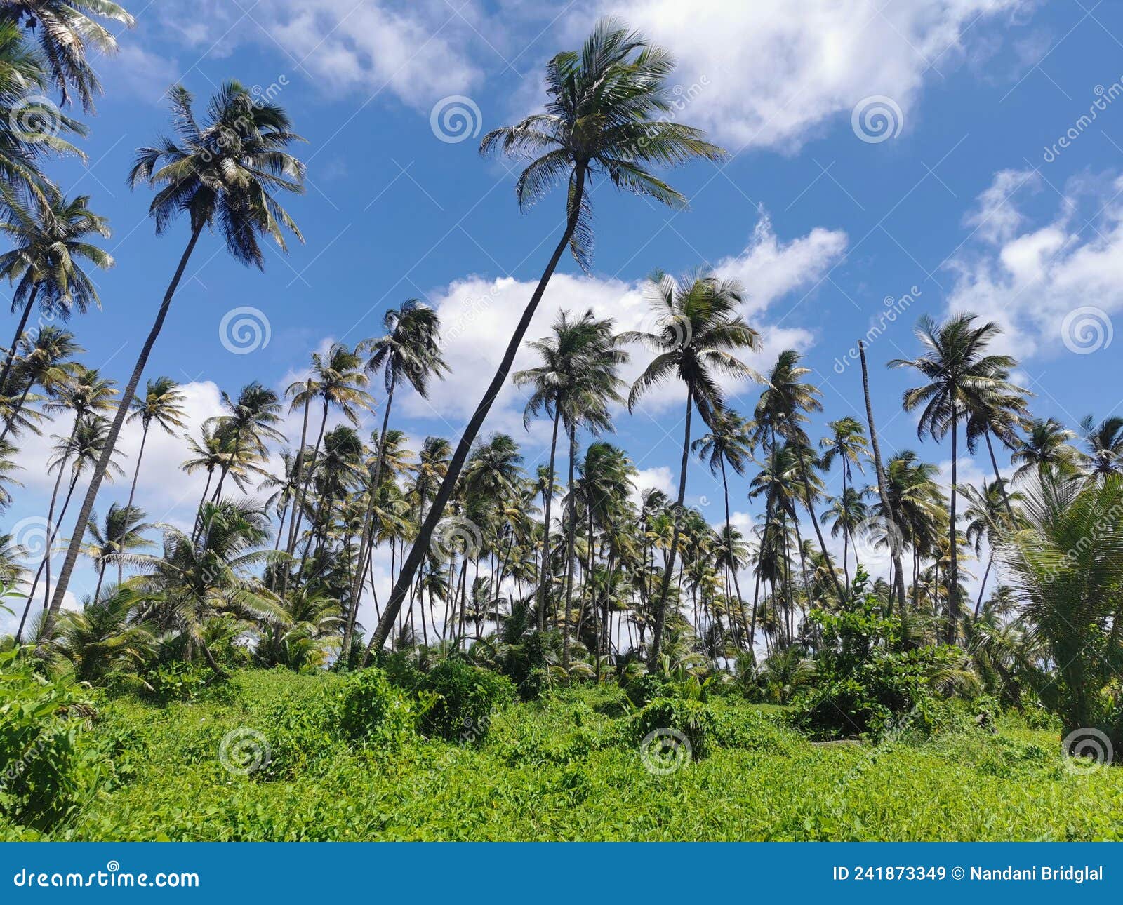 manzanilla mayaro road located along the coastline of east trinidad