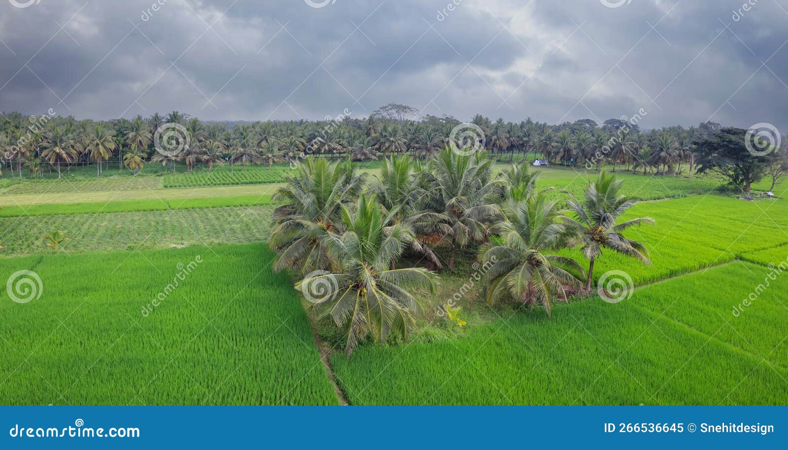 Coconut Trees in the Middle of Paddy Fields in Rural Karnataka State