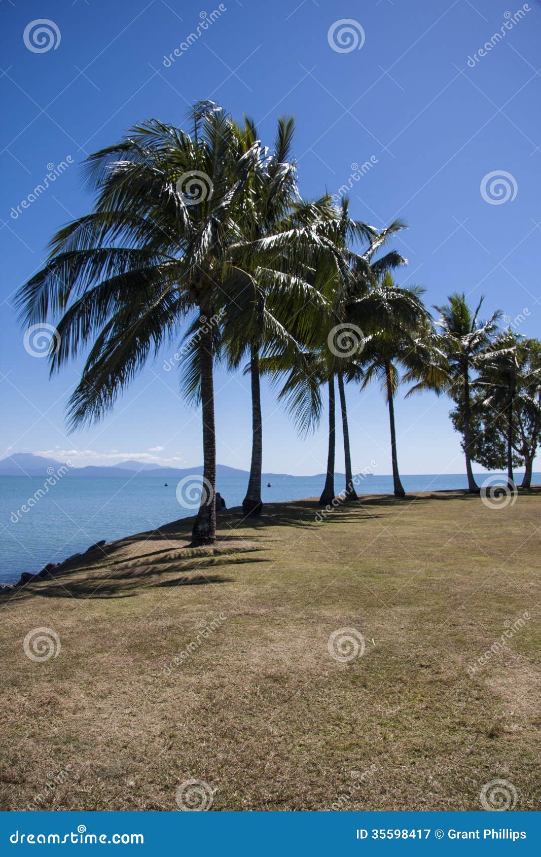 Coconut Trees at Port Douglas Stock Image Image of queensland