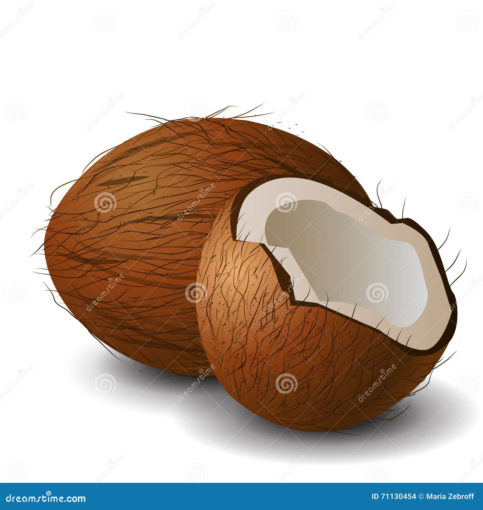 Coconut tropical nut fruit stock vector. Illustration of cuted 71130454