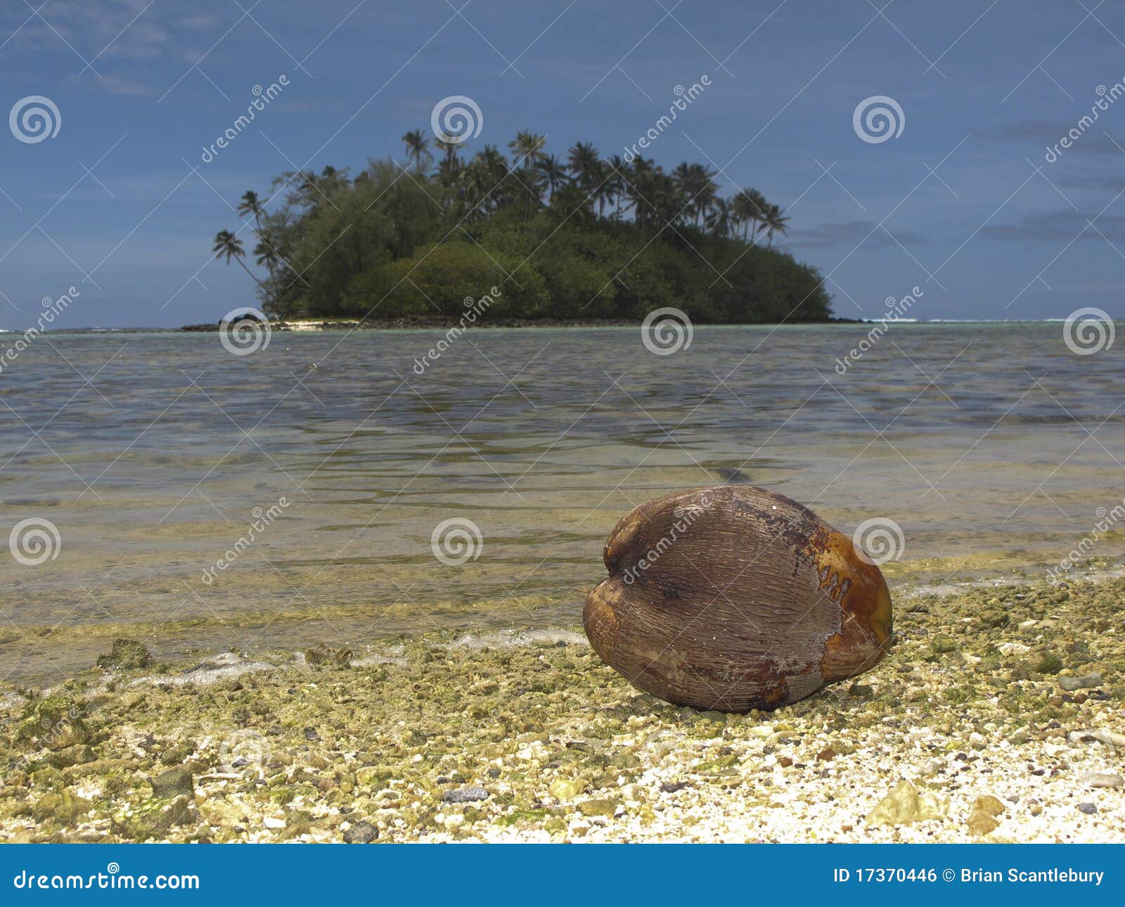 Coconut Washed Up on Beach. Stock Photo Image of paradise, islands