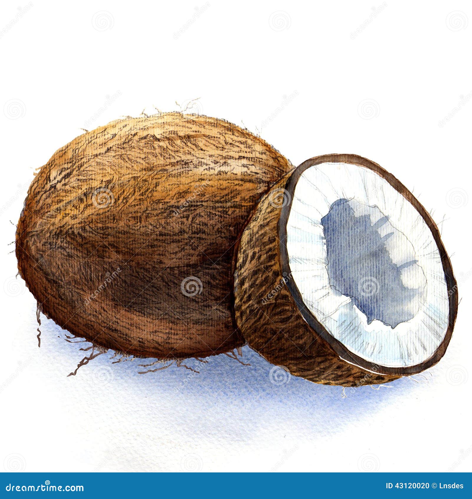 Coconut stock illustration. Illustration of brown, hairy 43120020