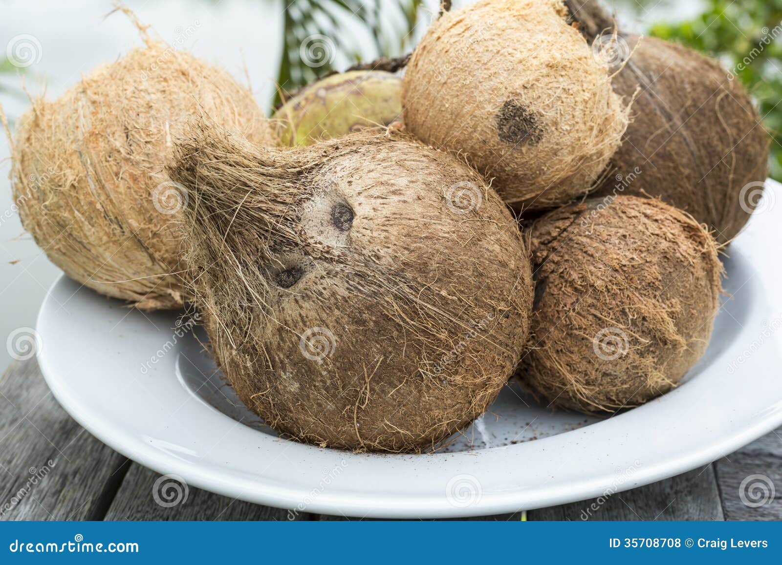 Coconuts stock photo. Image of range, husk, food, coconuts 35708708