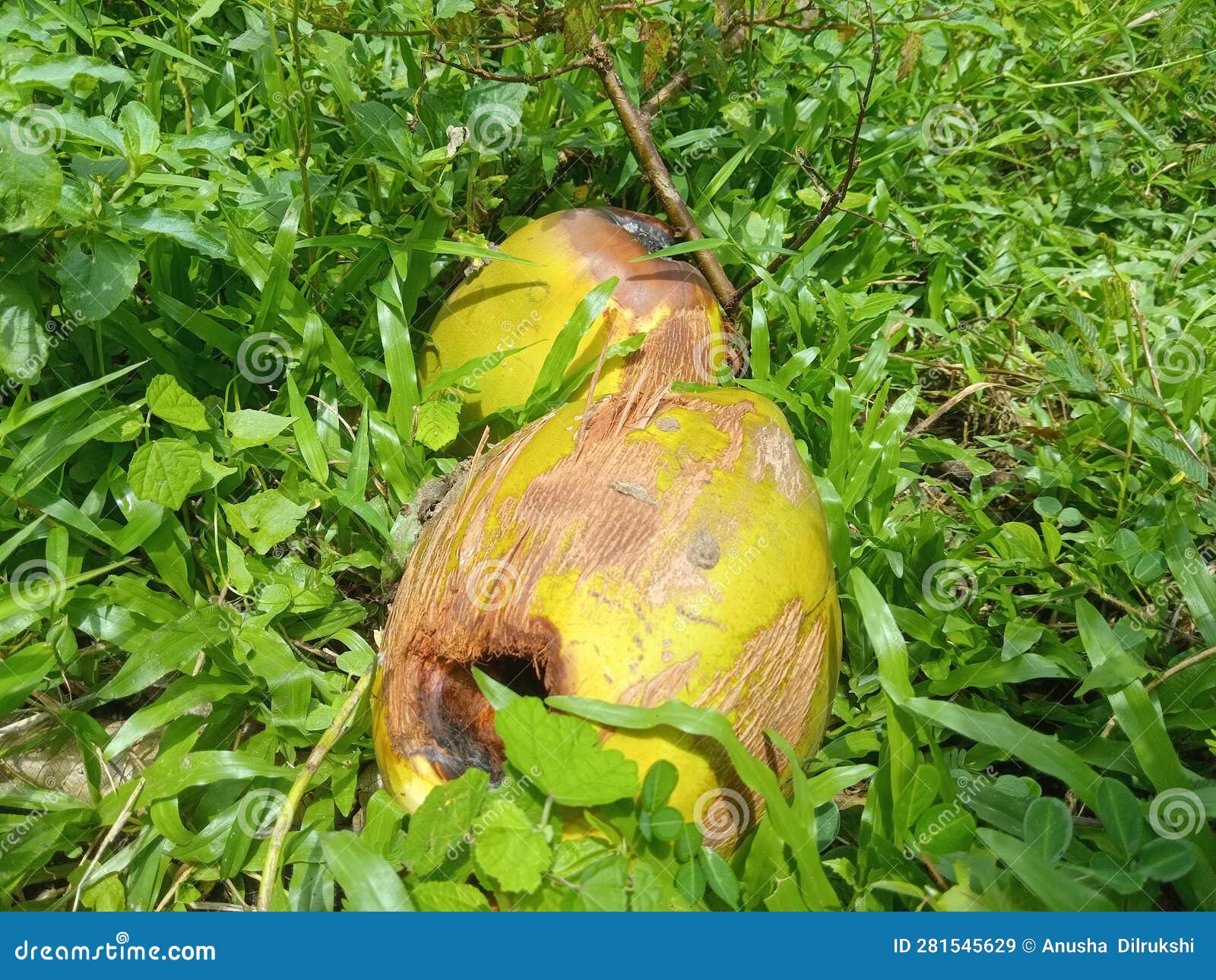 coconuts is attacked by bats