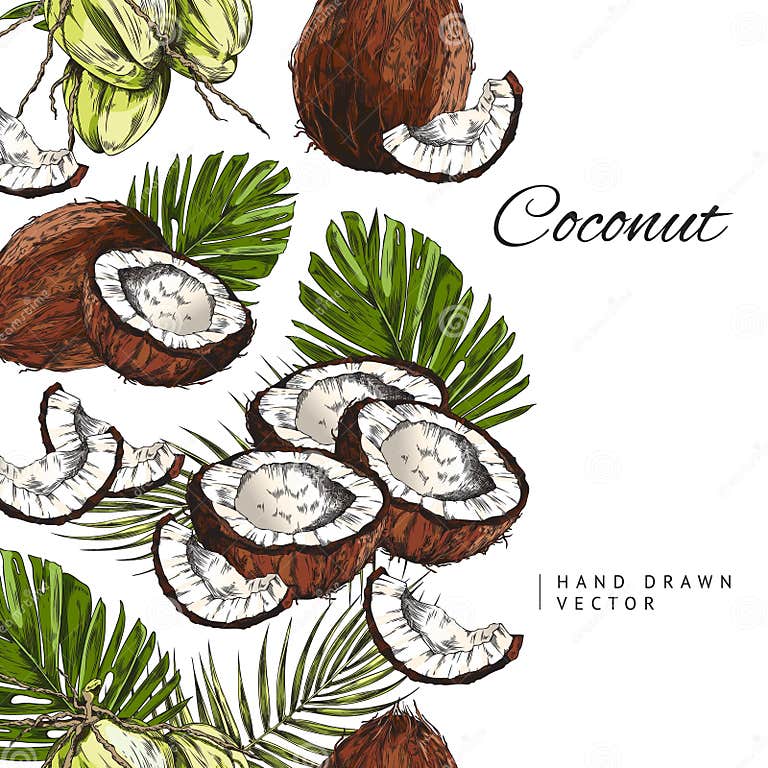 Coconuts Card or Label Colorful Template Hand Drawn Vintage Vector ...