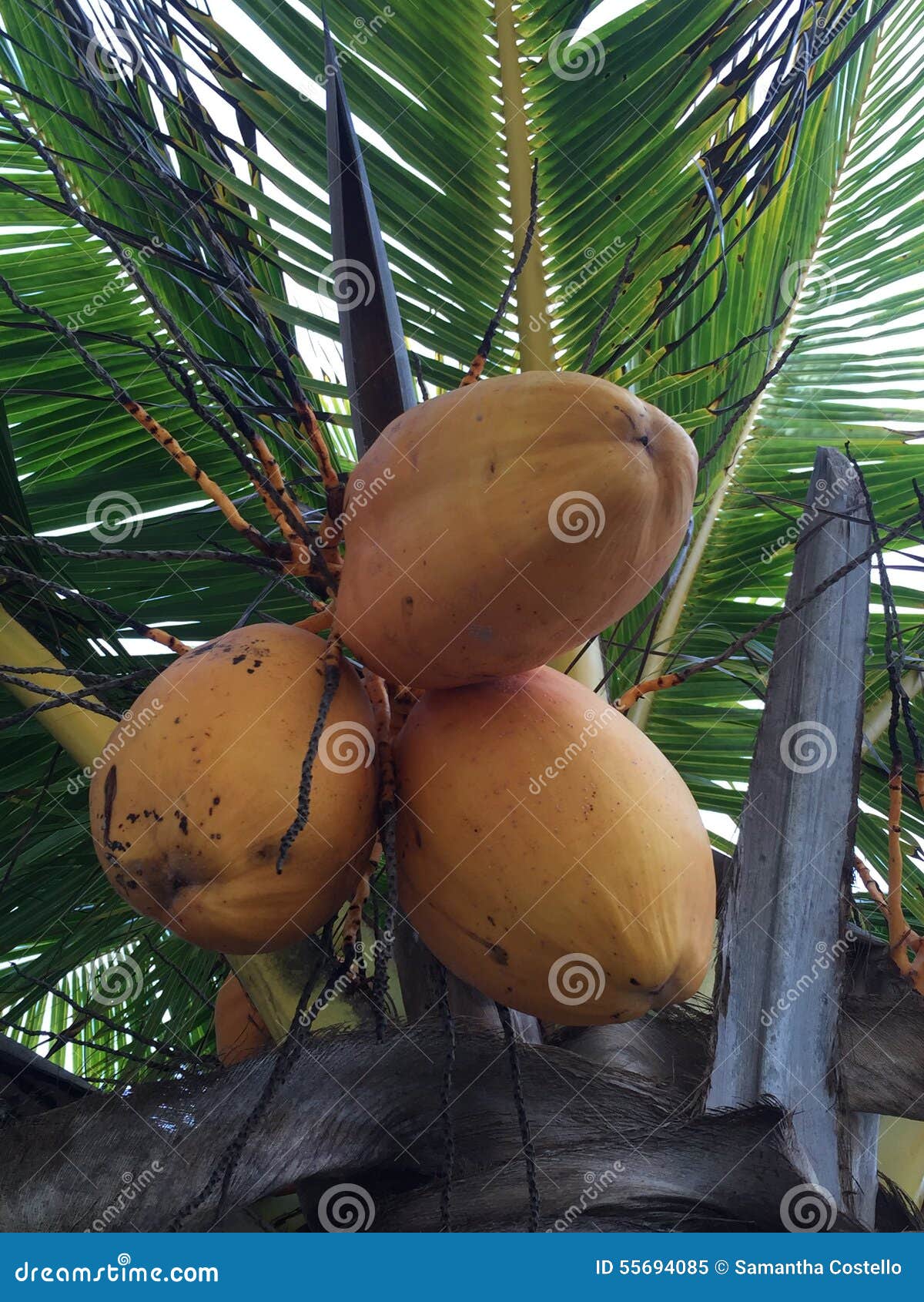 Coconuts stock image. Image of beach, ready, coconuts 55694085