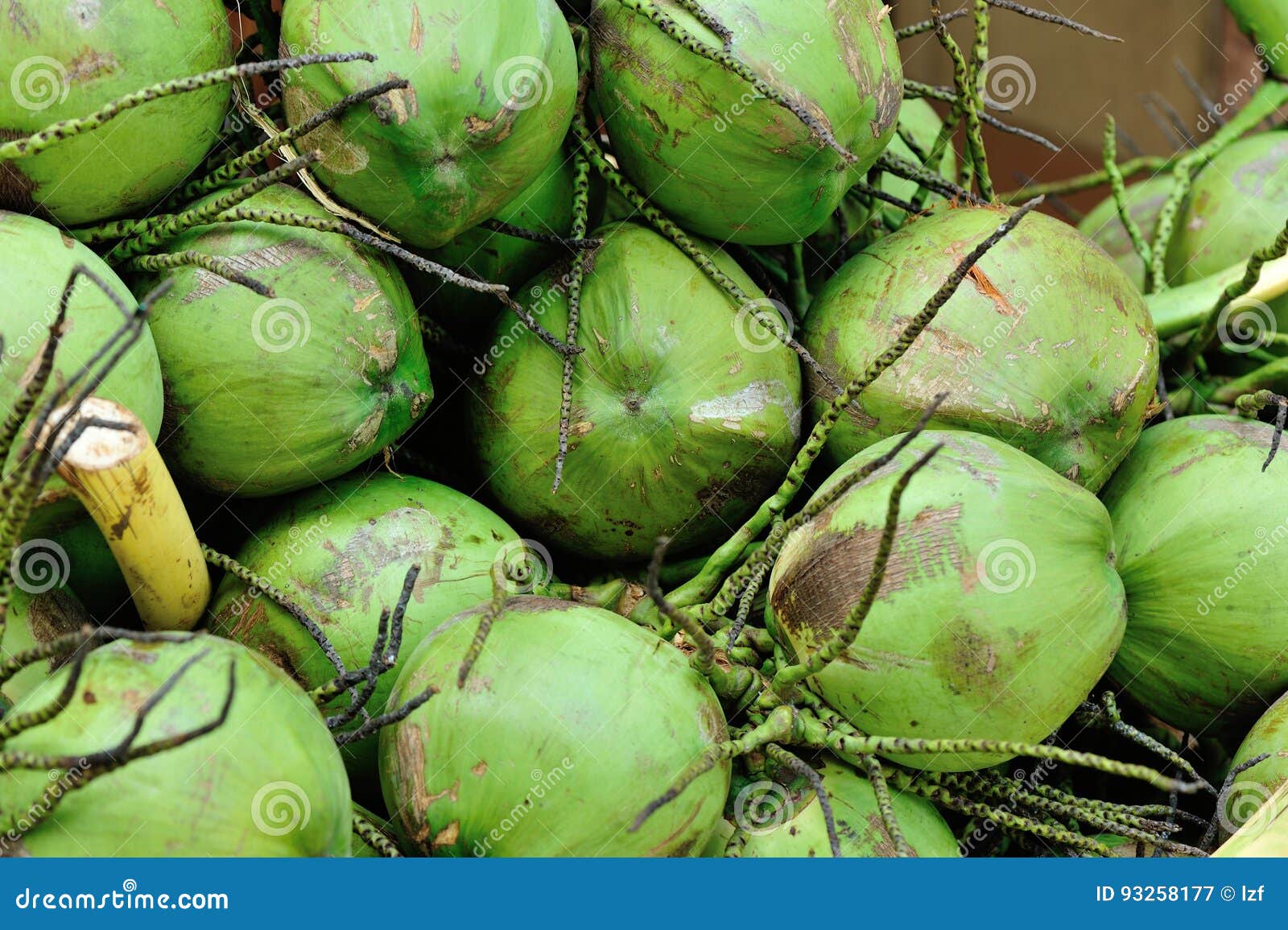 Coconuts Display for Sell stock image. Image of retail 93258177