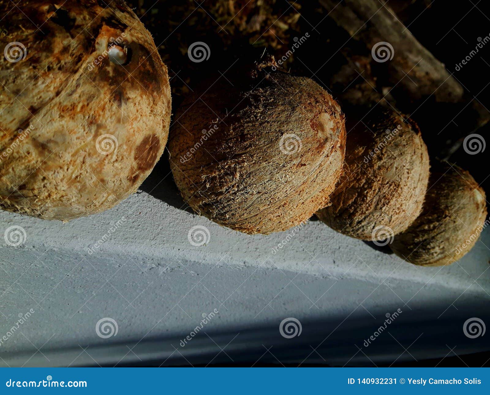 Coconuts drying up stock image. Image of delicious, stone 140932231