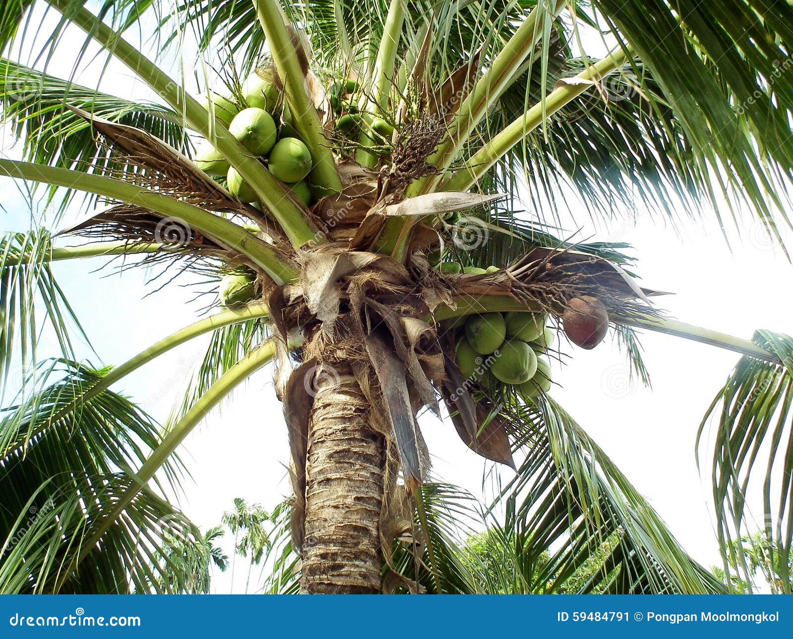 Coconuts the Fruit is Very Rich in Useful. Mind and Body Stock Image Image of offeredn