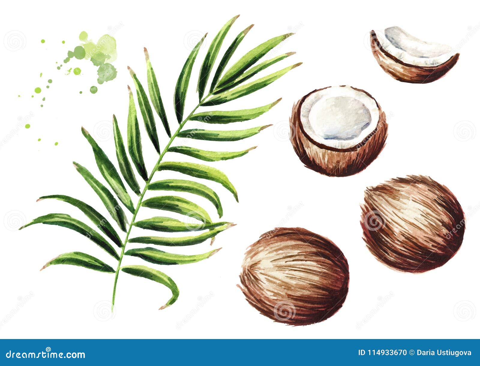 Coconuts and Green Branch Set. Watercolor Hand Drawn Illustration ...