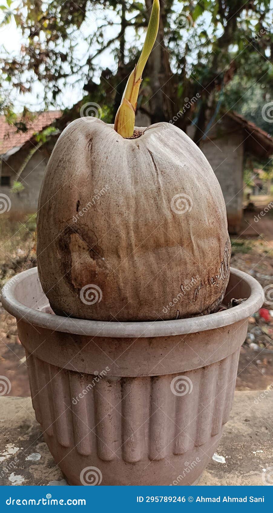 Coconuts grow shoots stock photo. Image of grows, shoots 295789246