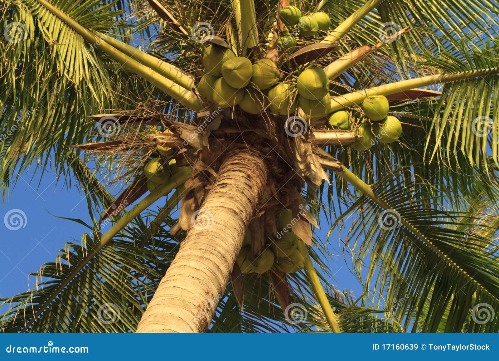 Coconuts Hanging on a Palm Tree Stock Image - Image of foliage, bunch ...