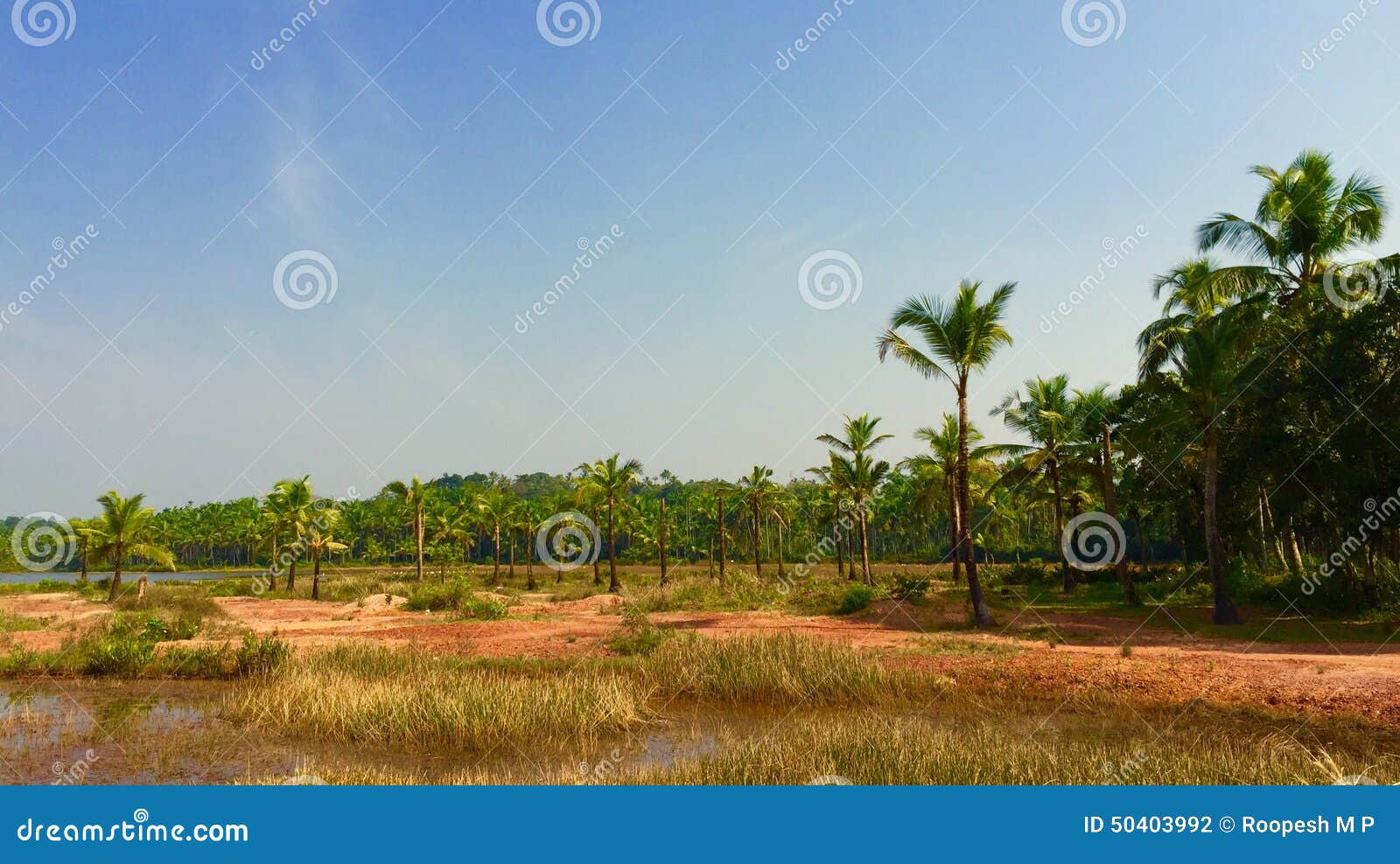Coconuts landscape stock photo. Image of lake, kerala 50403992