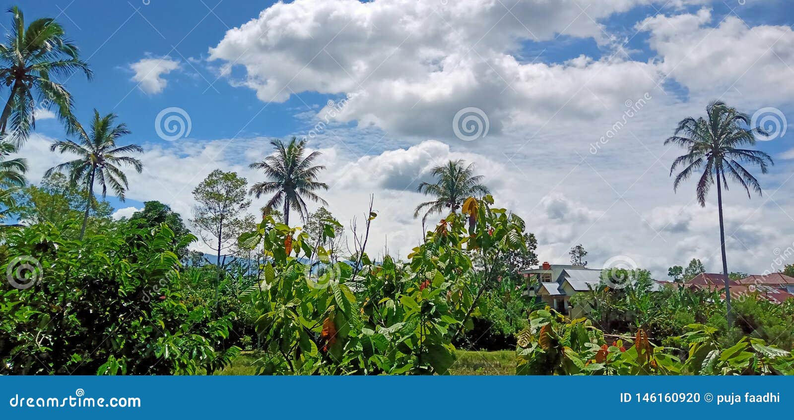 Coconuts landscape stock photo. Image of nature, landscape 146160920