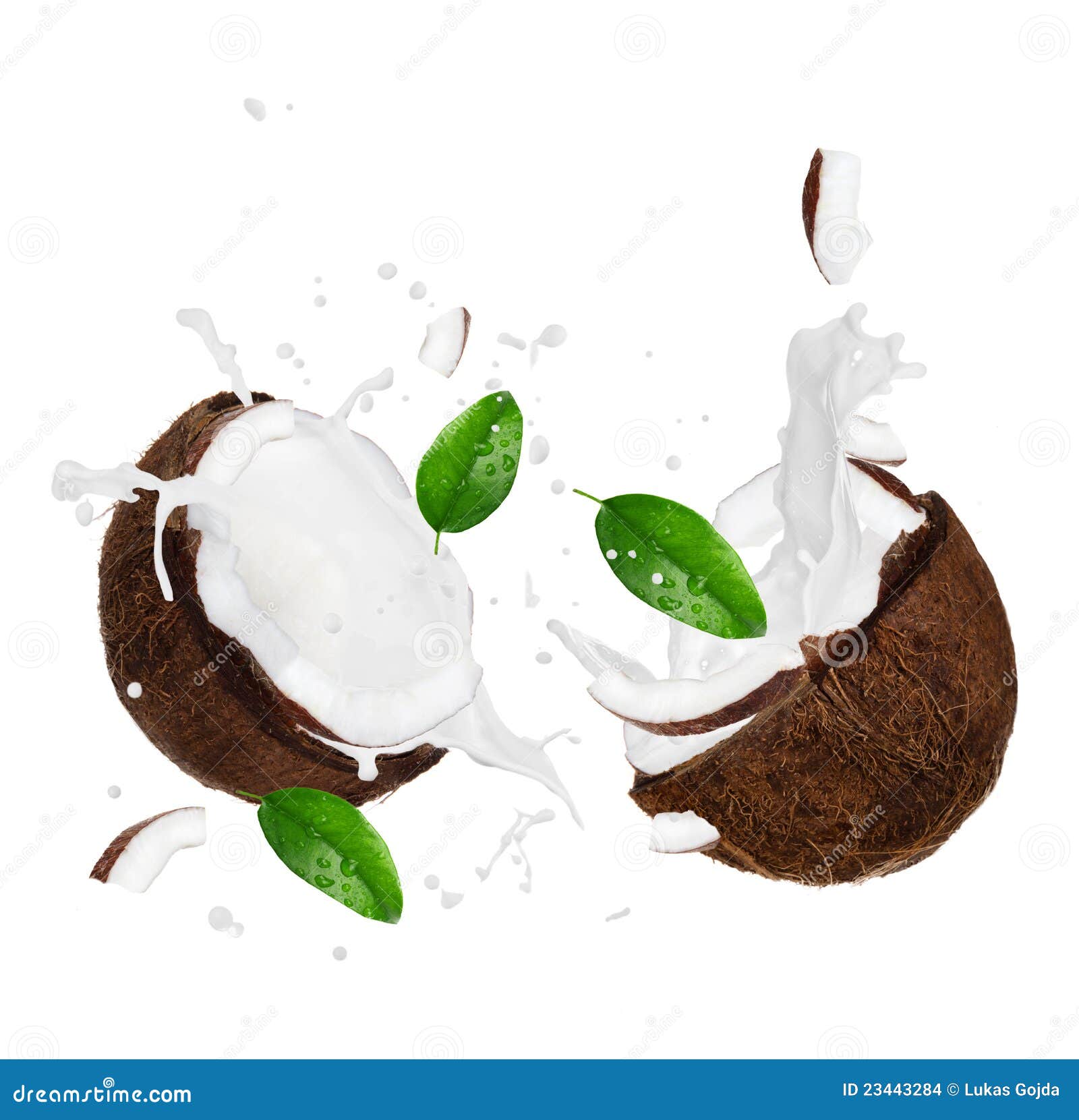 Coconuts with milk splash stock photo. Image of copra 23443284