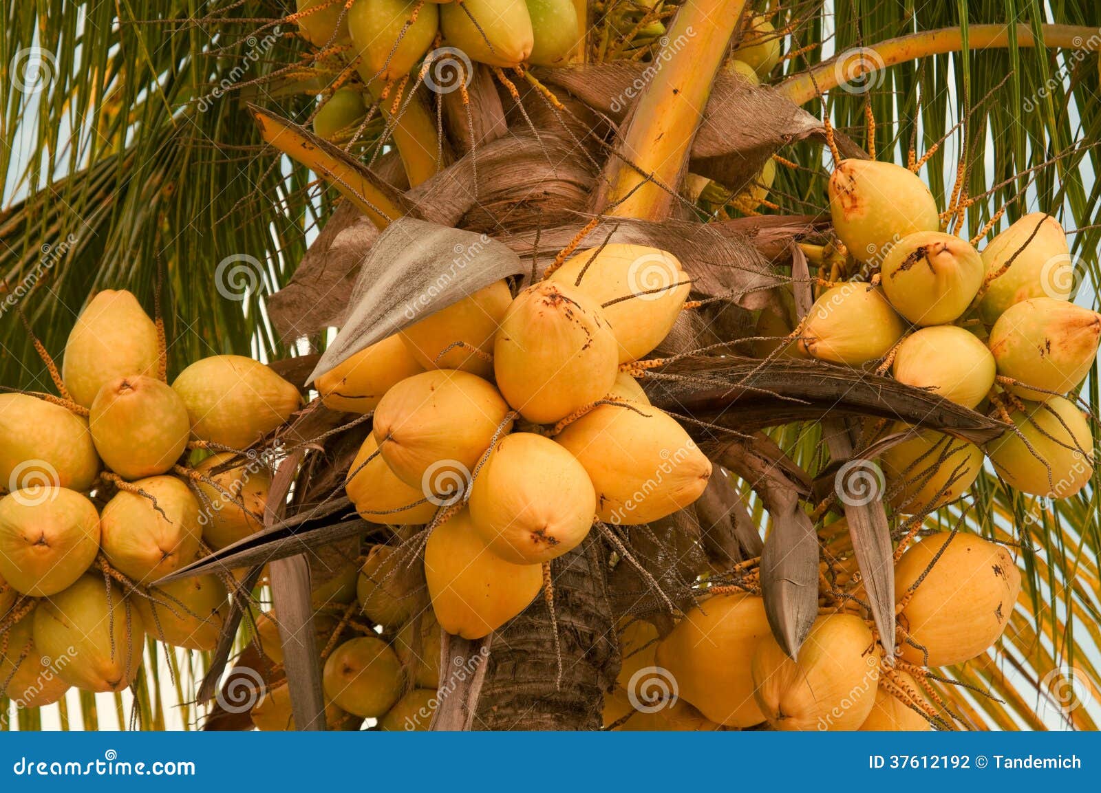 Coconuts On Palm Tree Stock Photo Image Of Botany Caribbean 37612192 coconuts-on-palm-tree-stock-photo-image-of-botany-caribbean-37612192