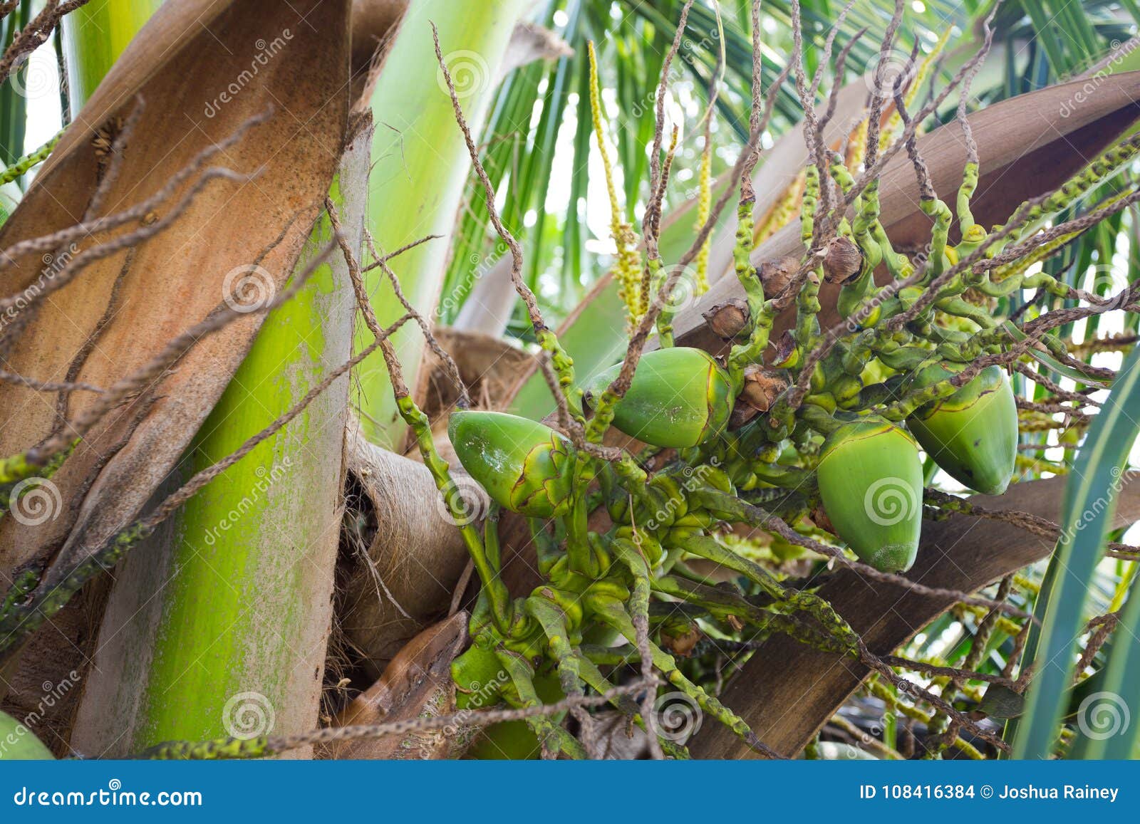 Coconuts in Palm Tree Hawaii Stock Photo Image of hawaiian, places