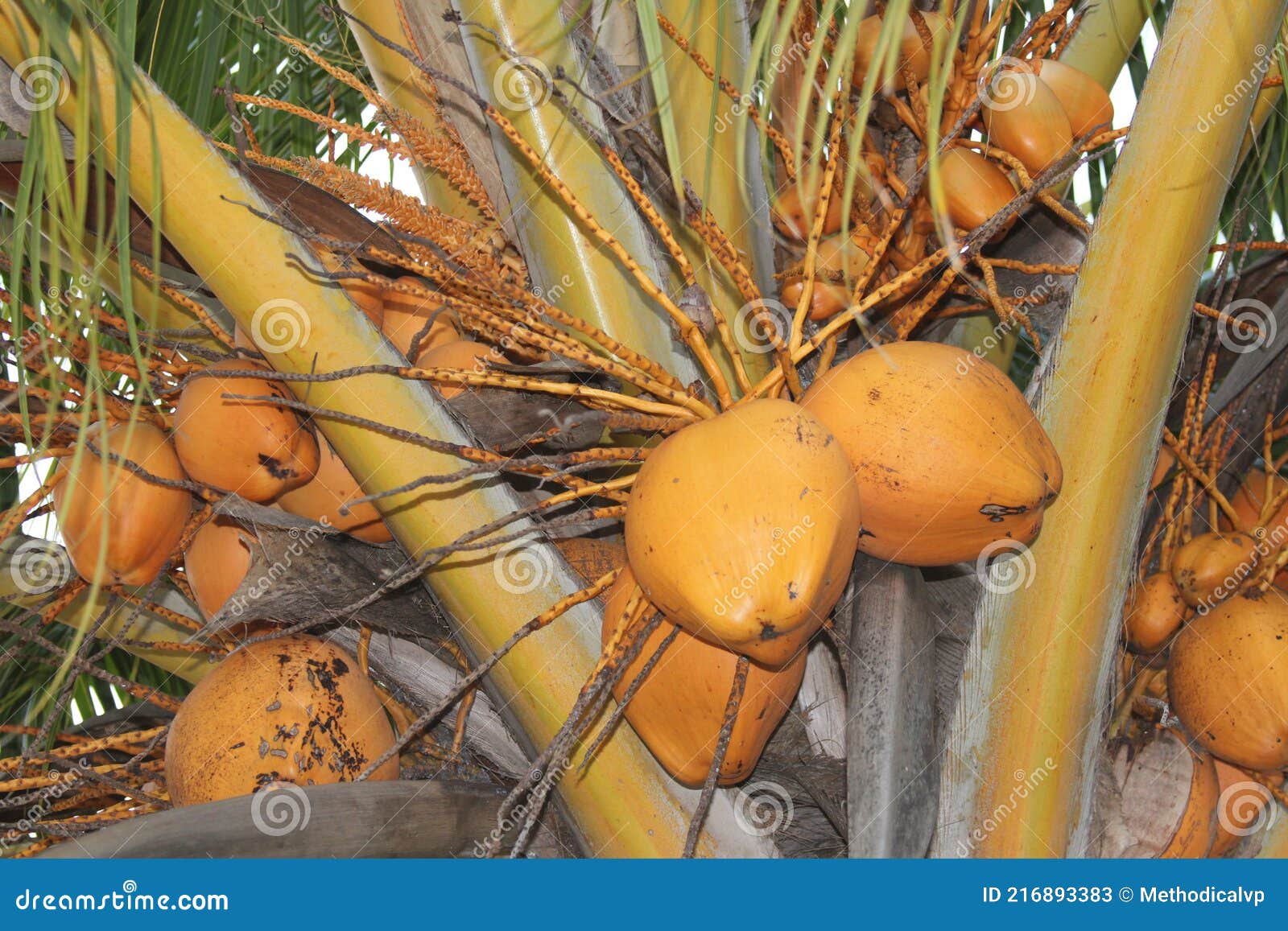 Coconuts On Palm Tree Stock Photography 15493106