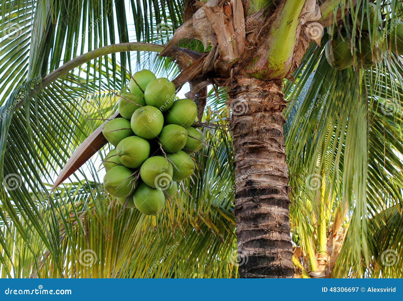 Coconuts Palm Tree Royalty-Free Stock Photography | CartoonDealer.com ...