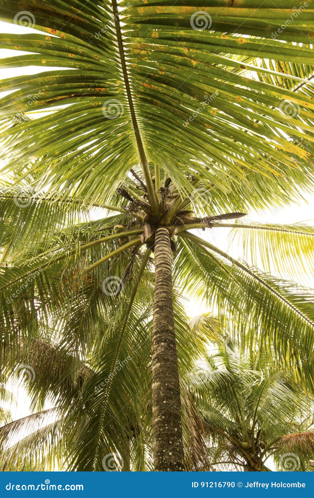 Coconuts in Palm Trees of South Florida. Stock Photo Image of
