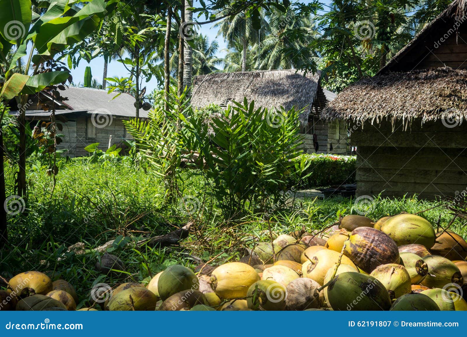 Coconuts Palms and Local Houses Stock Image Image of adventure