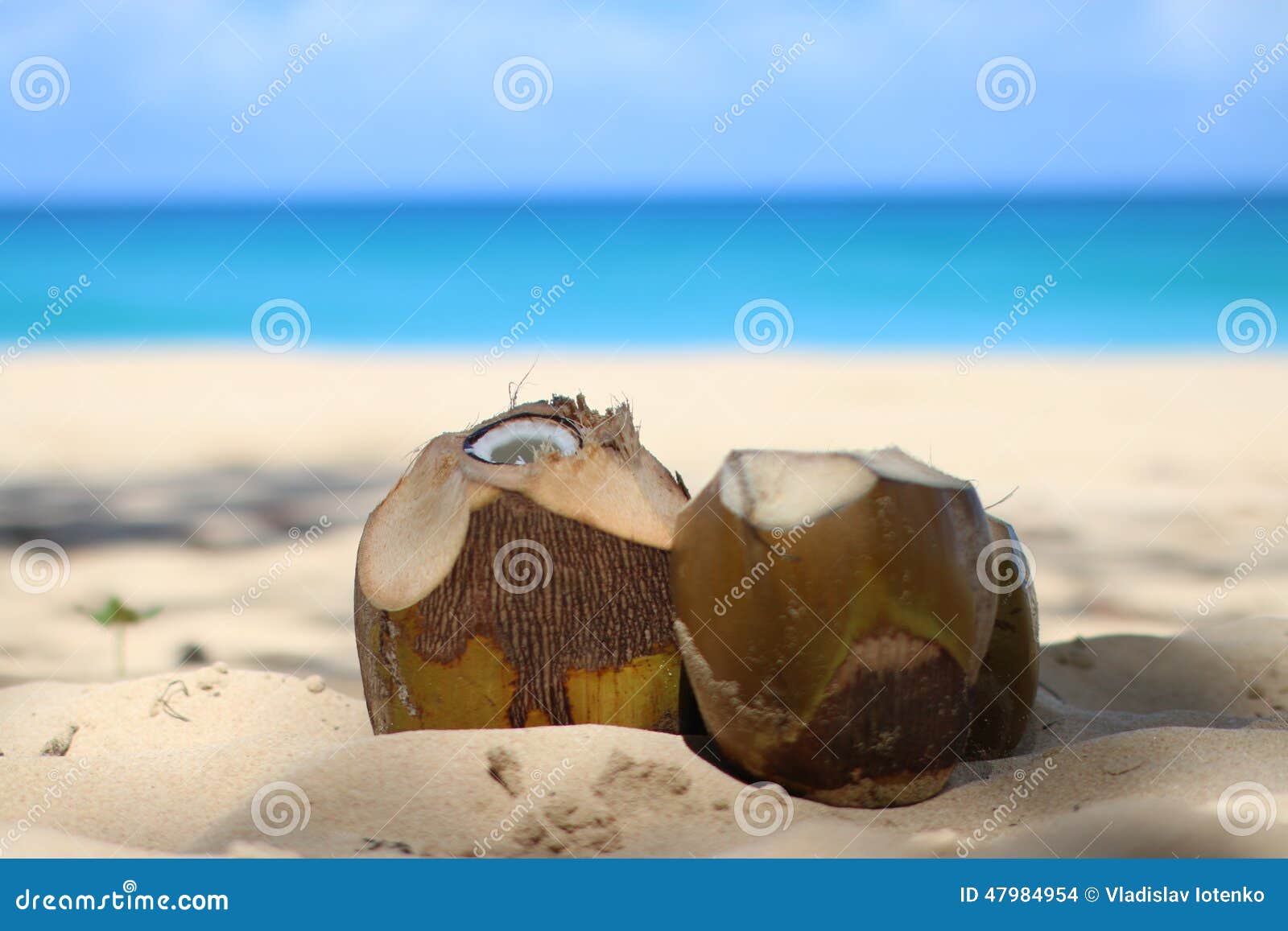 Coconuts in the sand stock photo. Image of ocean, republic 47984954