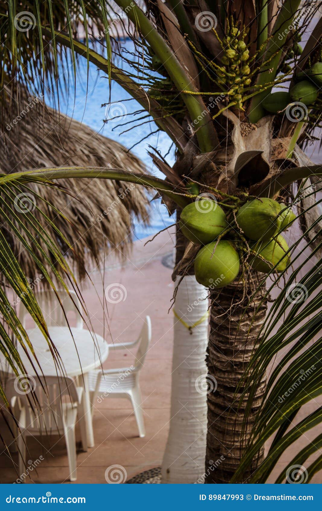 coconuts