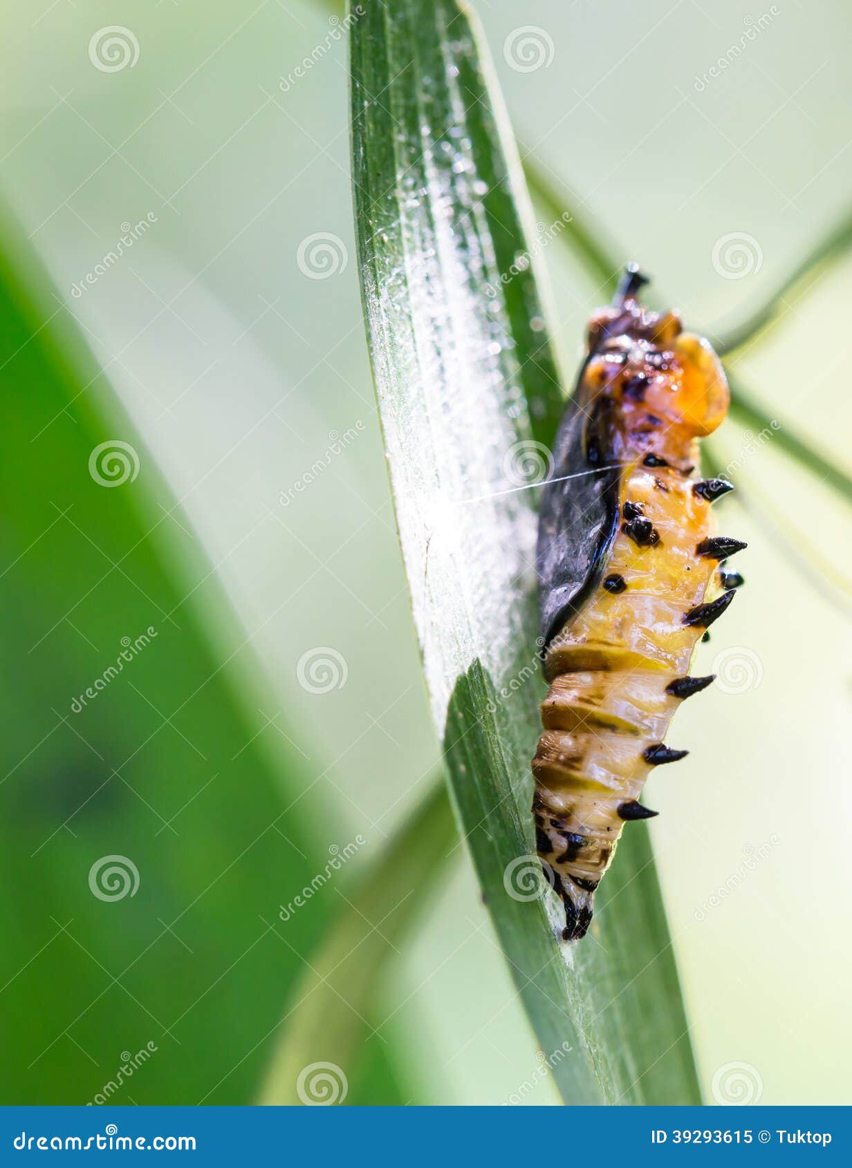 Cocoon butterfly stock image. Image of metamorphose, macro 39293615