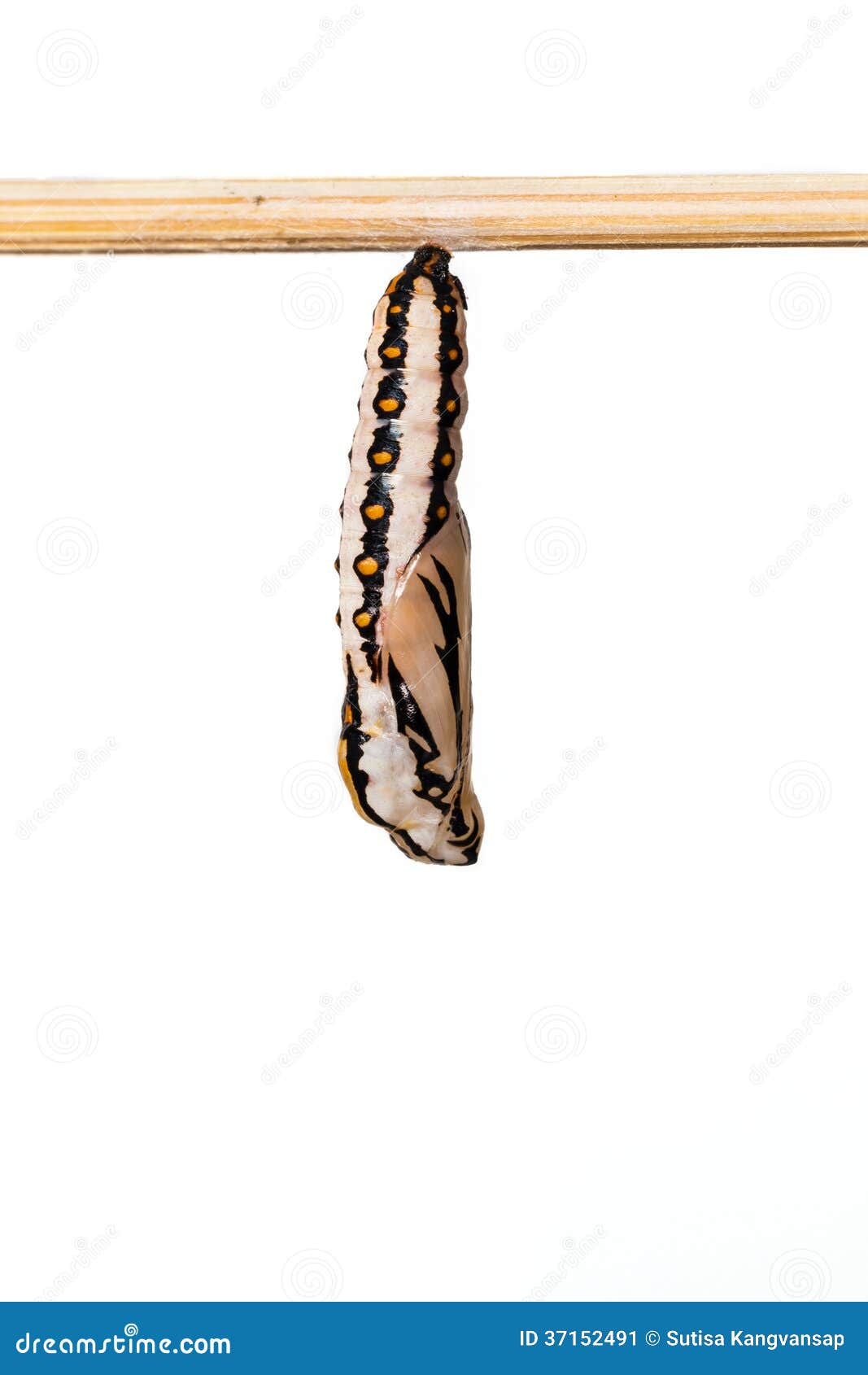 Cocoon of Tawny Coster Butterfly Stock Image Image of fauna, cyane