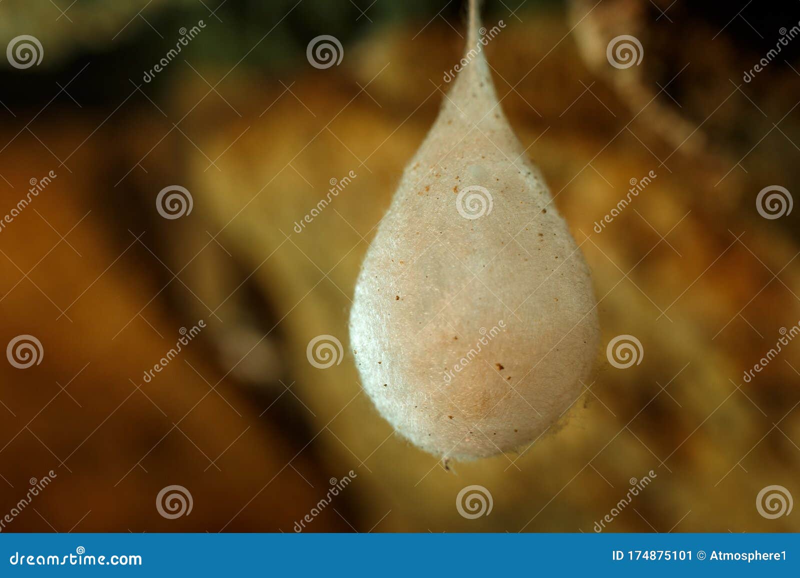cocoons with eggs of a spider hanging from a ceiling