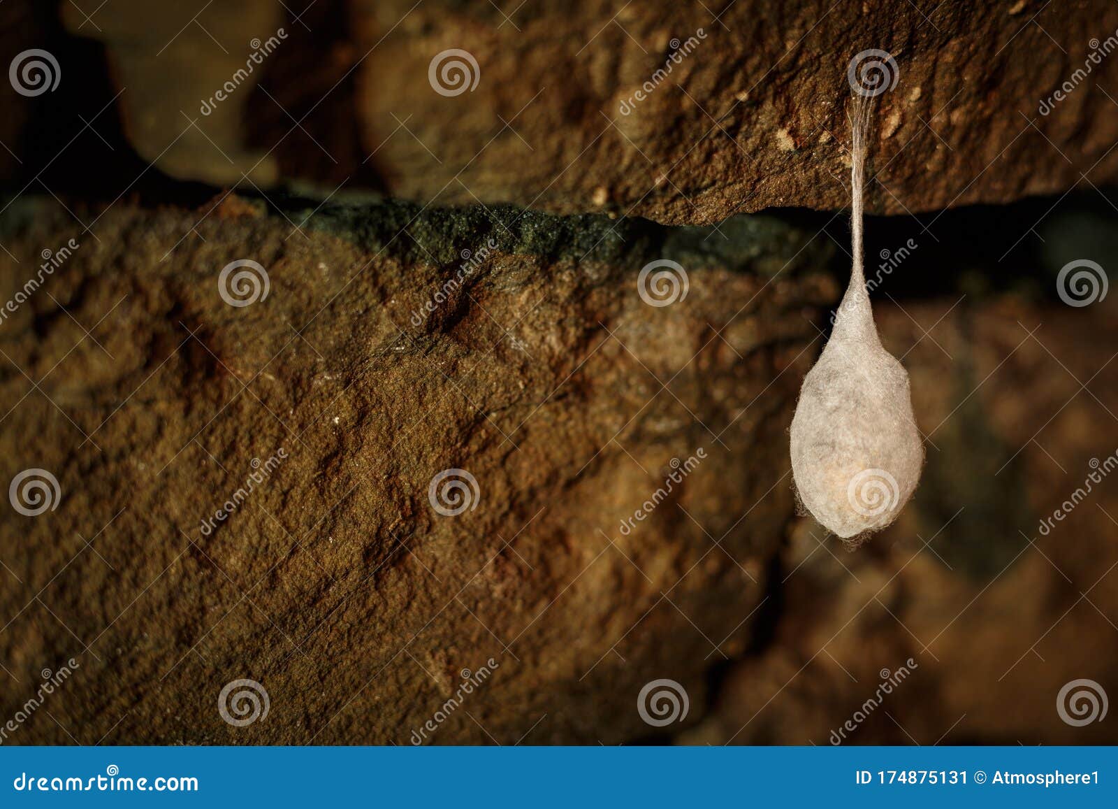 cocoons with eggs of a spider hanging from a ceiling