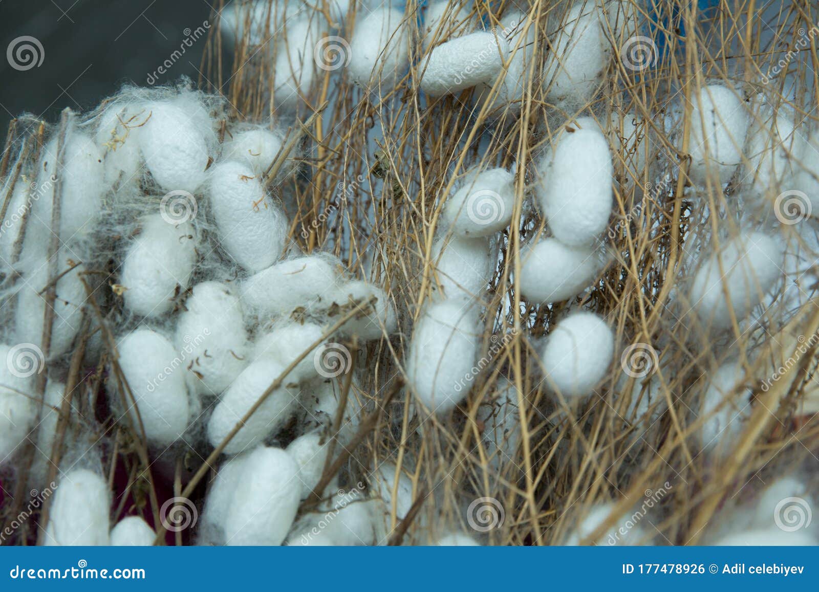 Cocoons of Silkworm for Silk Making . Silkworm Mulberry Bombyx Mori in