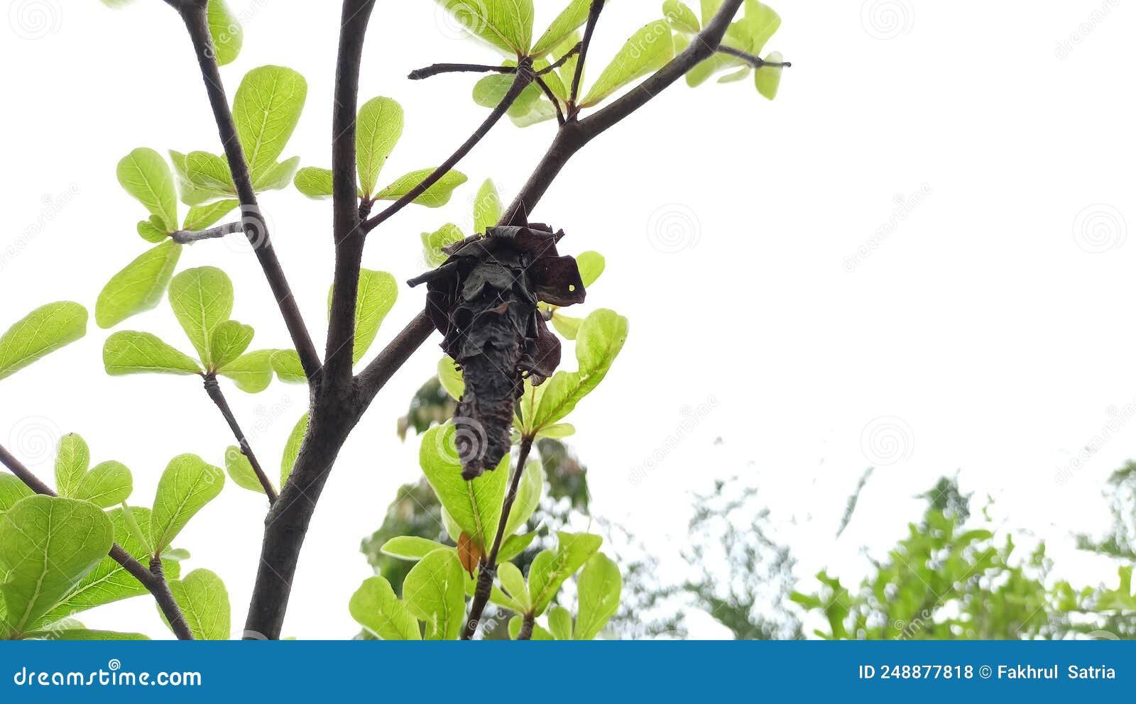 COCOONS in the TREES stock photo. Image of shrub, evergreen 248877818