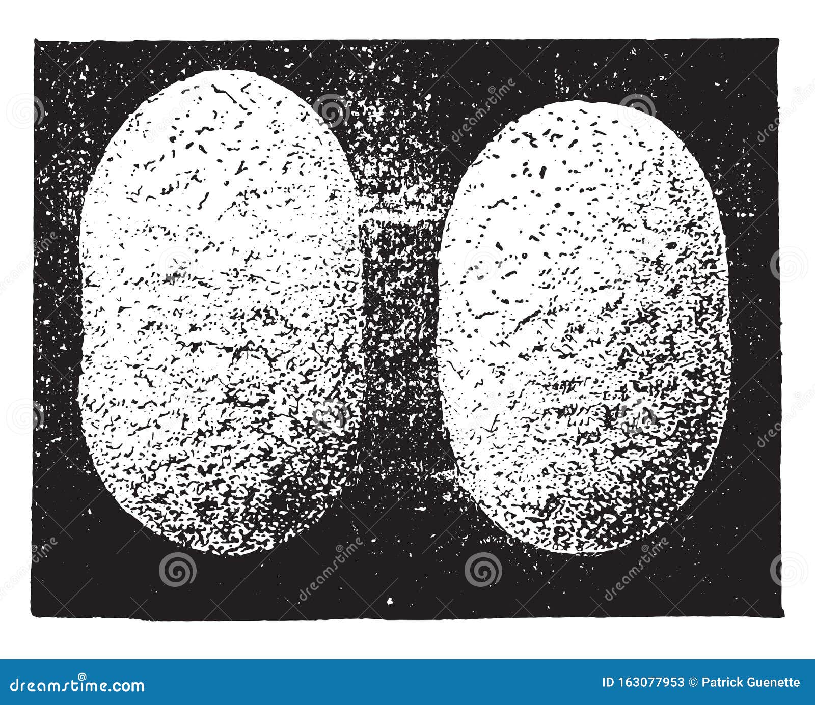 cocoons, vintage engraving