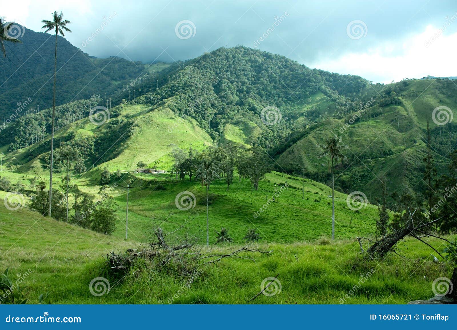 cocora valley, andes, colombia