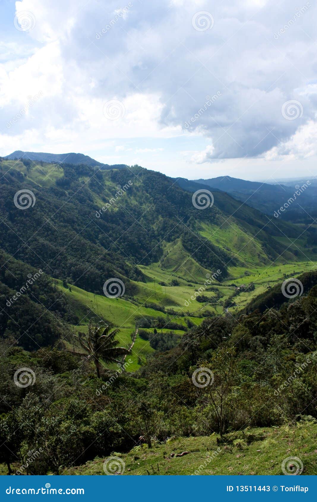 cocora valley and palm forests