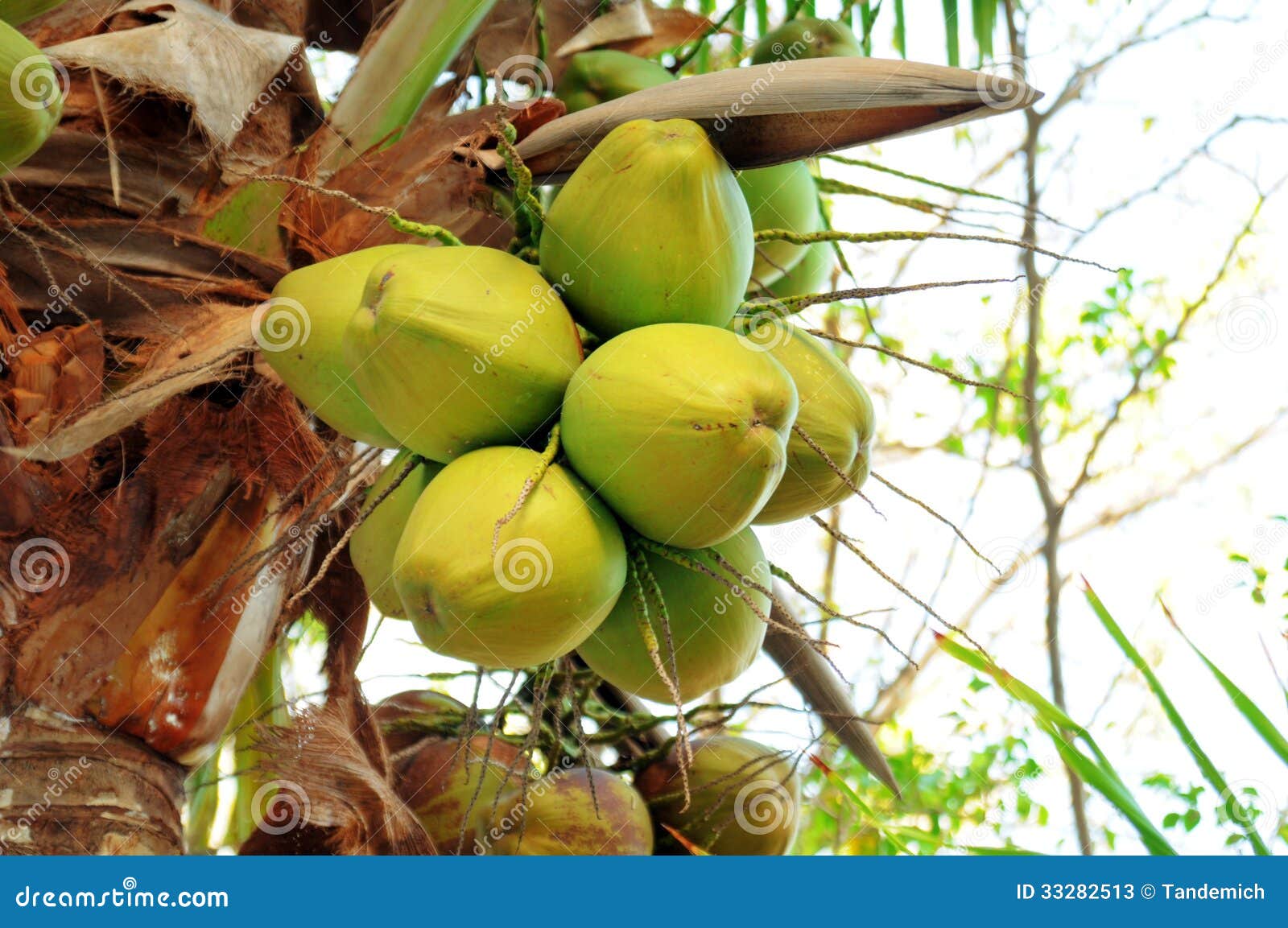 Cocos en la palmera imagen de archivo. Imagen de detalle - 33282513