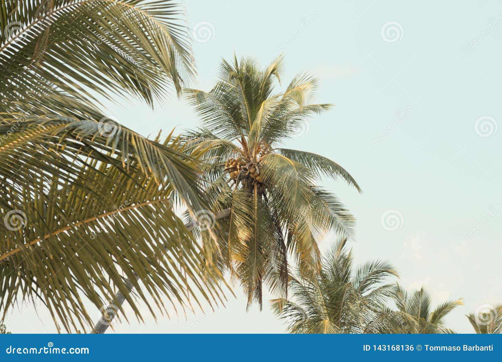 Cocos en una palmera foto de archivo. Imagen de cubo - 143168136