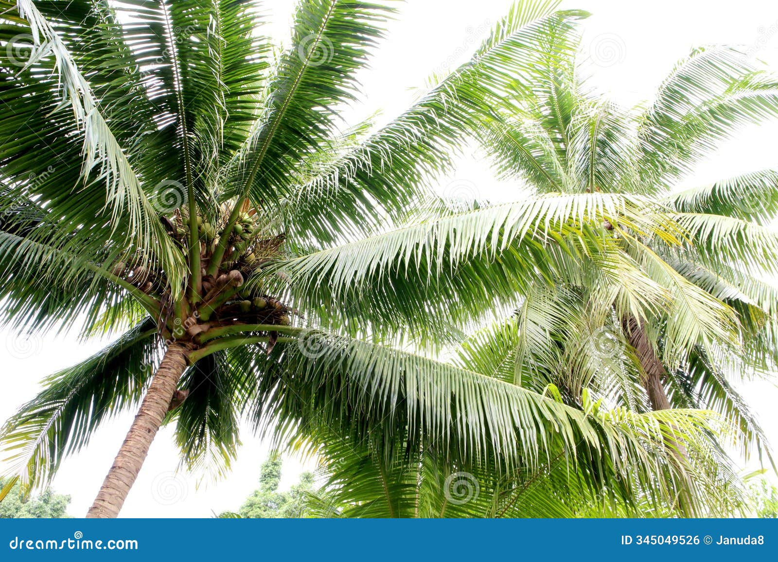 cocos nucifera l. var nucifera (palmae) common name is coconut