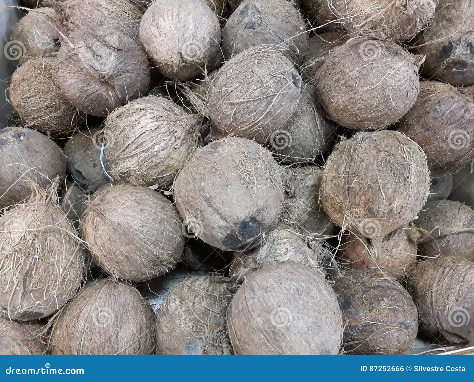 cocos nucifera
