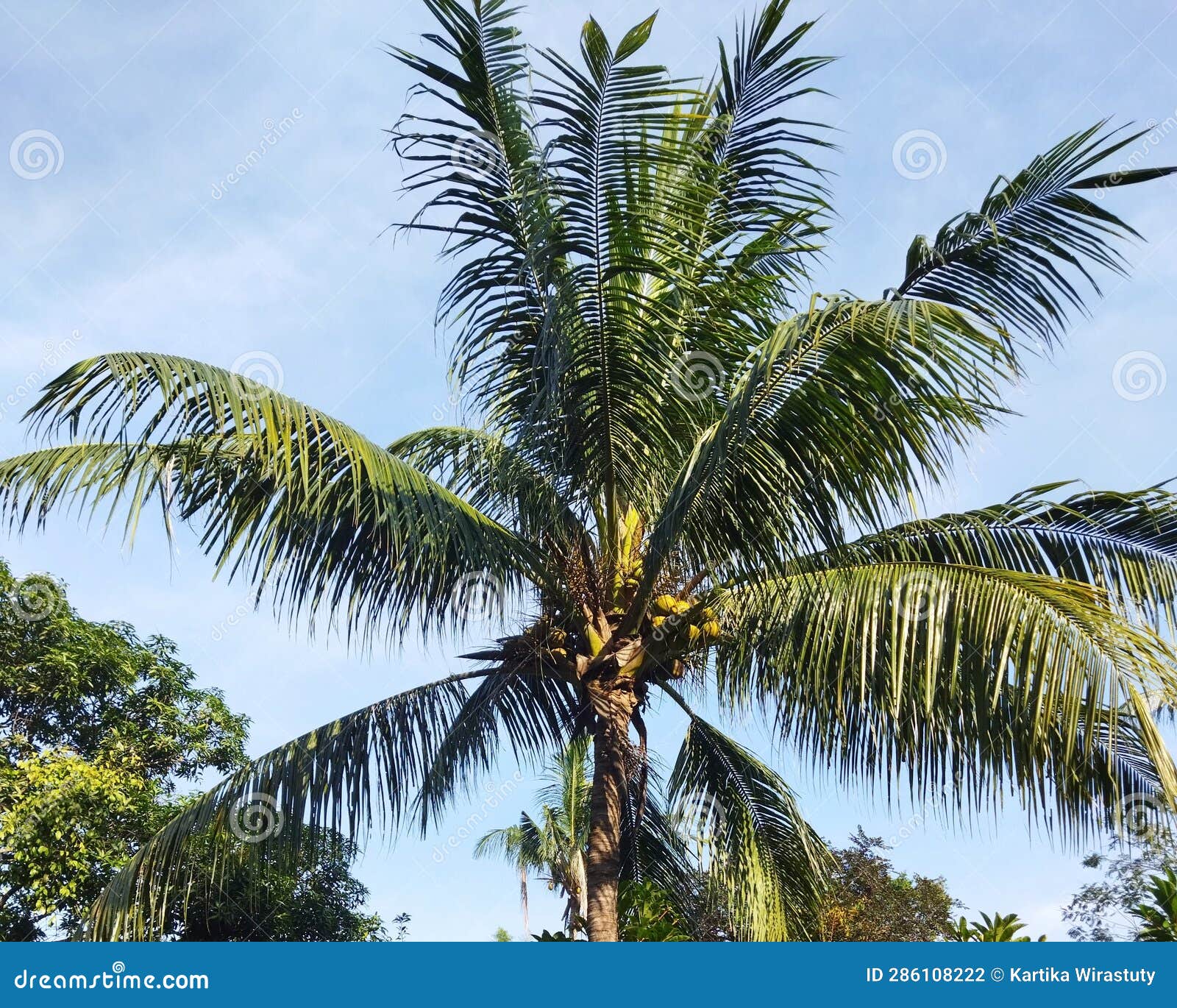 Cocos nucifera tree stock photo. Image of jungle, crop - 286108222